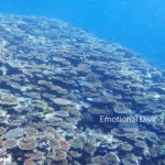 石垣島崎枝のサンゴ礁。