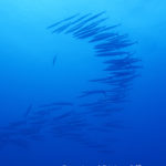 竹富島の海底にカマスの群れを発見。